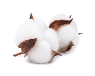 Güzel pofuduk pamuk çiçekleri beyaz üzerine izole edilmiş