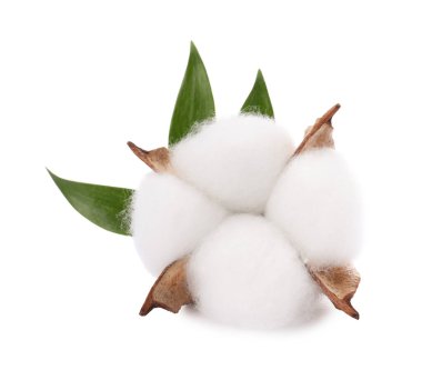 Güzel pofuduk pamuk çiçeği bembeyaz