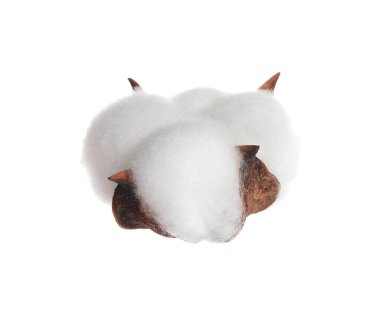 Güzel pofuduk pamuk çiçeği bembeyaz