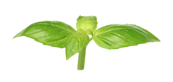 Fresh Green Basil Leaves Isolated White — Stock Photo, Image
