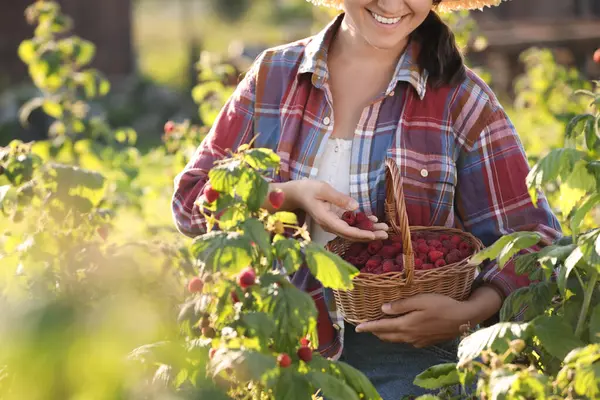 Woman Holding Wicker Basket Ripe Raspberries Outdoors Closeup Stock Image