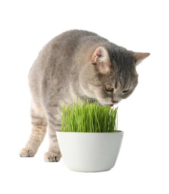 Beyaz tencereye bırakılmış yeşil çimlerin yanında sevimli bir kedi.