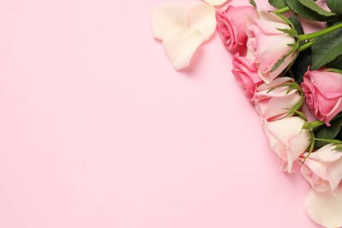 Pembe arka planda güzel güller ve yapraklar, üst manzara. Metin için boşluk