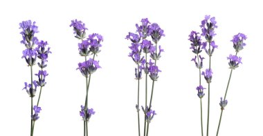 Güzel lavanta çiçekleri beyazlar üzerinde izole edilmiş.