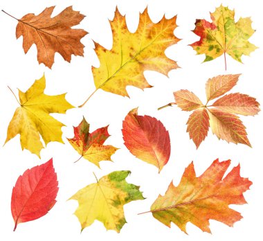 Birçok farklı parlak sonbahar yaprakları beyaz üzerine izole edilmiş.