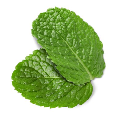 Taze yeşil nane yaprakları beyazda izole.