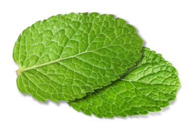Taze yeşil nane yaprakları beyazda izole.