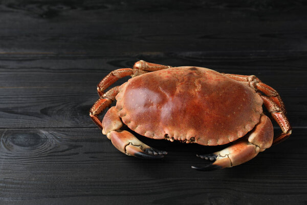 Delicious boiled crab on black wooden table. Space for text