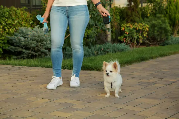 Woman Poo Bag Walking Her Cute Chihuahua Dog Outdoors Closeup — Stock Photo, Image