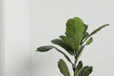 Fiddle Fig ya da Ficus Lyrata bitkisi beyaz arka planda yeşil yapraklı, yakın plan. Metin için boşluk