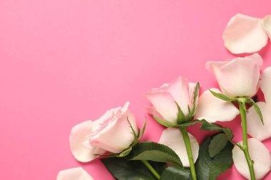 Pembe arka planda güzel güller ve yapraklar, üst manzara. Metin için boşluk