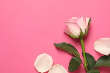 Pembe arka planda güzel bir gül ve taç yaprakları, üst manzara. Metin için boşluk