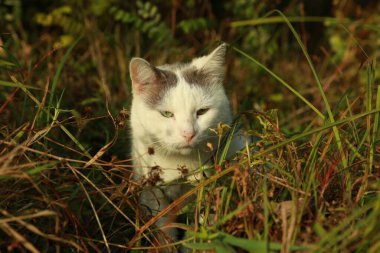 Dışarıda çimenlerde oturan sevimli sokak kedisi.
