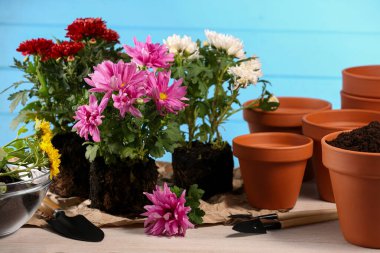 Organ nakli zamanı. Beyaz ahşap masa üzerinde birçok terracotta tencere, toprak, çiçekler ve aletler