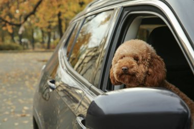 Siyah arabadaki şirin köpek, mesaj için uzaydan manzara