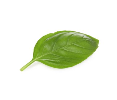 Bir yeşil fesleğen yaprağı beyaza izole edilmiş