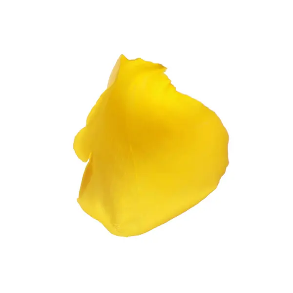 Krásné Žluté Okvětní Lístek Růže Izolované Bílé — Stock fotografie