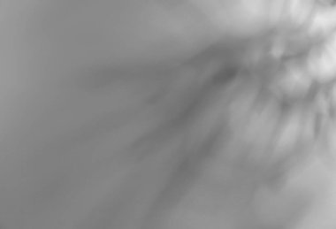 Beyaz duvarda ışık ve gölgeler, metin için boşluk