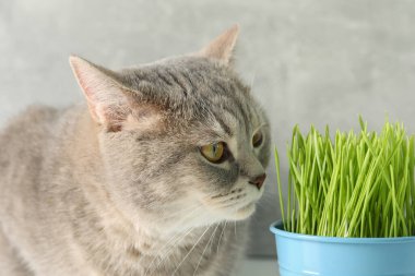 Şirin kedi ve gri duvarın yanında taze yeşil çimen.