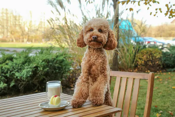 Cute fluffy dog at table with coffee and macaron in outdoor cafe