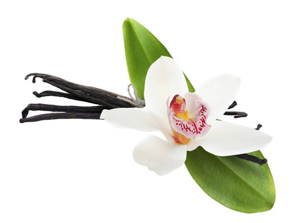 Ванильные стручки, зеленые листья и красивый цветок изолированы на белом