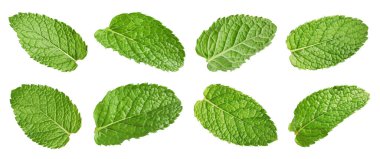 Birçok taze nane yaprağı beyaz üzerine izole edilmiş.