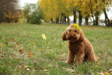 Parkta yaprakları dökülen sevimli pofuduk köpek, mesaj için yer var.