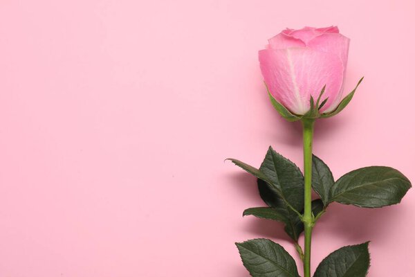 Beautiful rose on pink background, top view. Space for text