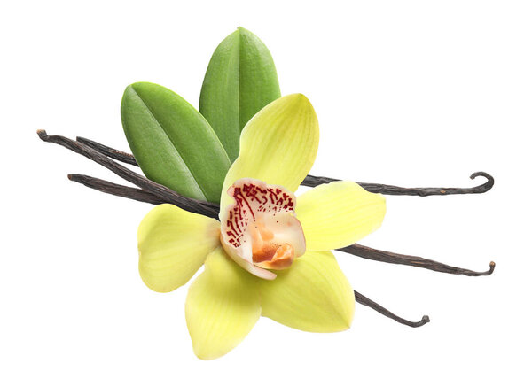 Ванильные стручки, зеленые листья и желтый цветок изолированы на белом