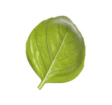 Bir yeşil fesleğen yaprağı beyaza izole edilmiş