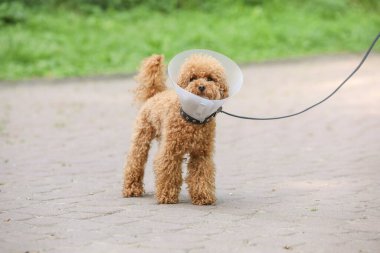 Elizabeth dönemi tasmalı sevimli bir Maltipoo köpeği.