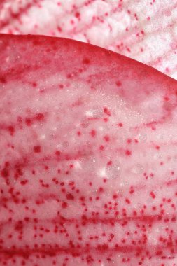 Arka plan olarak güzel kırmızı Amarillis çiçeği, makro manzara