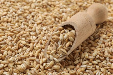 Çiğ inci arpalı ahşap kepçe, yakın plan. Metin için boşluk