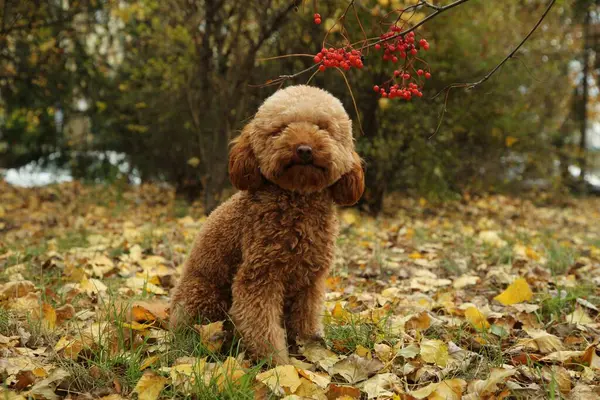 Sonbahar parkında sevimli tüylü bir köpek. Sevimli hayvan.