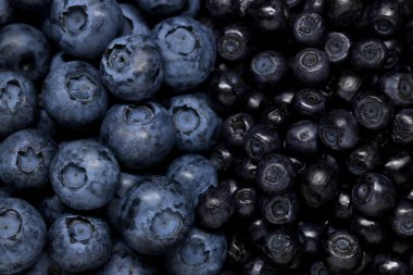 Olgun böğürtlen ve yabanmersini arka plan olarak, üst görünüm