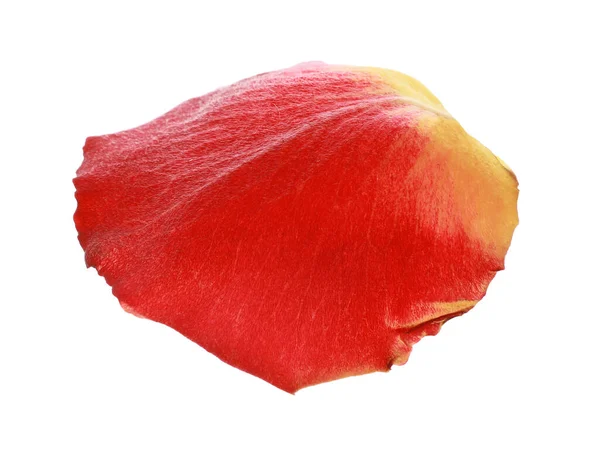 Linda Pétala Rosa Amarela Vermelha Isolada Branco — Fotografia de Stock