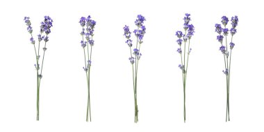 Güzel lavanta çiçekleri beyazlar üzerinde izole edilmiş.