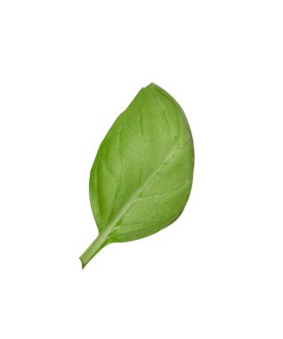 Bir yeşil fesleğen yaprağı beyaza izole edilmiş