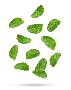 Beyaz arkaplana düşen taze nane yaprakları