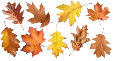 Birçok farklı parlak sonbahar yaprakları beyaz üzerine izole edilmiş.