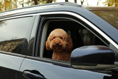 Siyah arabadaki şirin köpek, dışarıdan görünüyor.