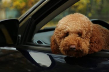 Siyah arabanın içindeki sevimli köpek, dışarıdan görünüyor.