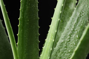 Siyah zemin üzerinde su damlaları olan yeşil aloe vera bitkisi, yakın plan
