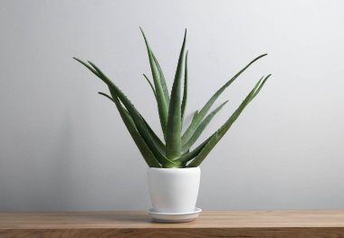 Yeşil aloe vera çömlek içinde, tahta masada, beyaz duvarın yanında.