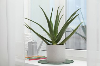 Güzel saksılı aloe vera bitkisi, su kovası ve dergiler pencere eşiğinde.