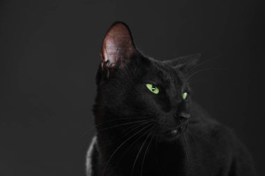 Siyah arka planda sevimli bir kedi, mesaj için yer var. Sevimli hayvan