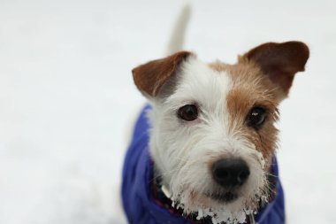 Karlı bir günde, açık havada evcil hayvan ceketli şirin Jack Russell Terrier, yakın plan. Metin için boşluk