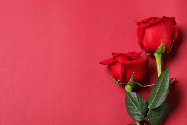 Krásné Růže Červeném Pozadí Horní Pohled Mezera Pro Text — Stock fotografie