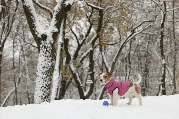 Bonito Jack Russell Terrier Com Bola Brinquedo Parque Nevado — Fotografia de Stock