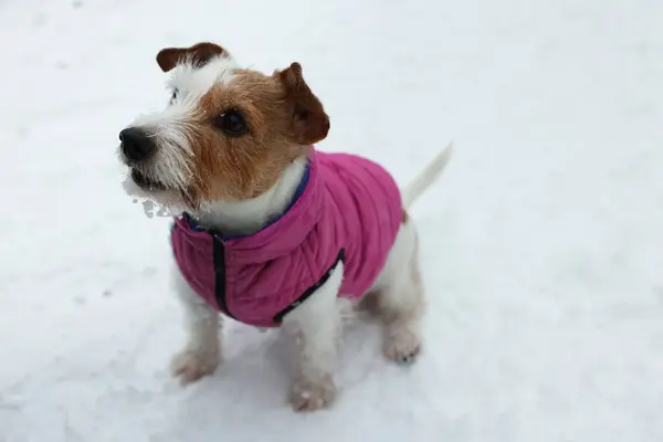 Carino Jack Russell Terrier Giacca Compagnia Sulla Neve All Aperto — Foto Stock